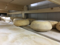 Cheeses drying