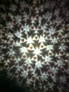 Christmas tree through a kaleidoscope