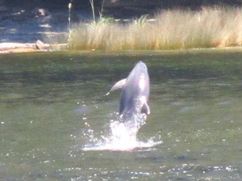 Dolphin jumping from the water