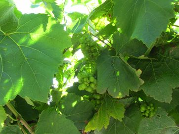 Marlborough grapevine