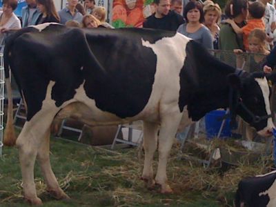 Russian cow