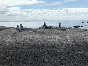 Cape Point penguin colony (1)