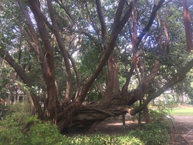 Tree in the Company Garden (1)