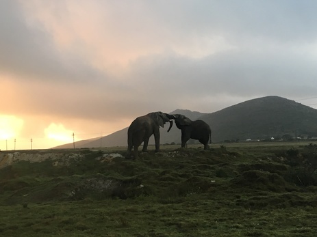 Elephants