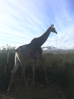 Giraffe