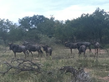 Herd of wildebeest