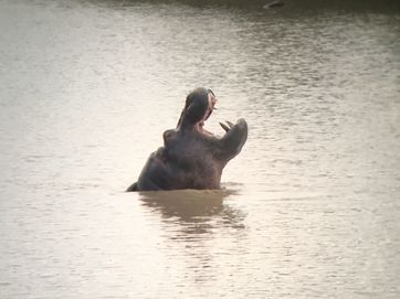 Hippo yawning