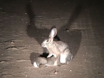 Scrub hare suckling