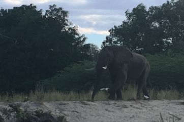 Zambezi elephant