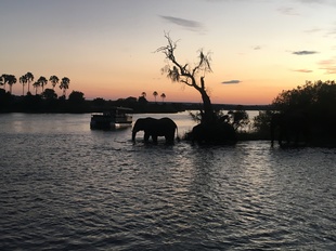 Zambezi elephants crossing