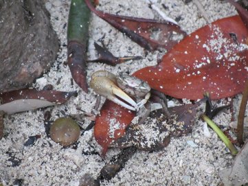 Crab in Long Key State Park